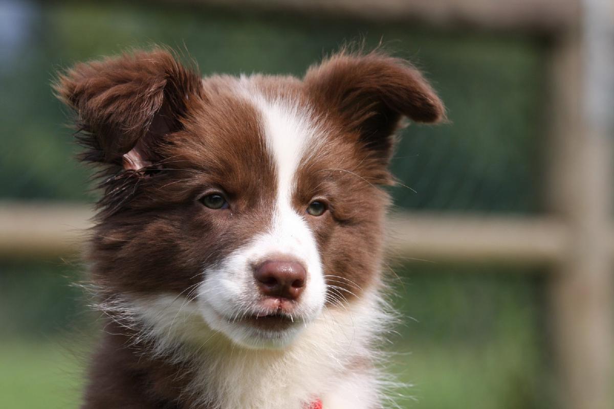 Cercasi oggetti per campo cuccioli