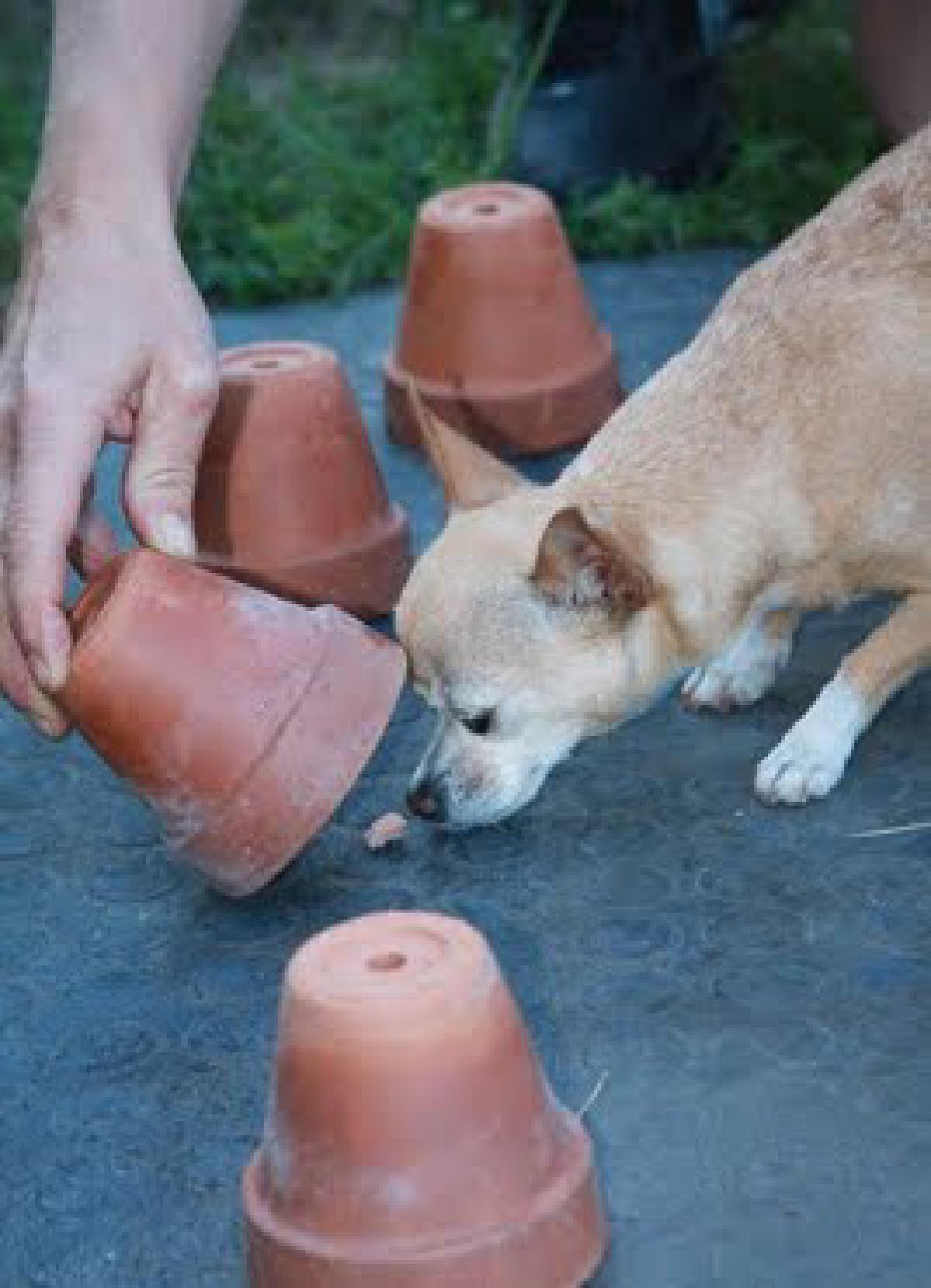 Corsi per cani in Ticino, un business?